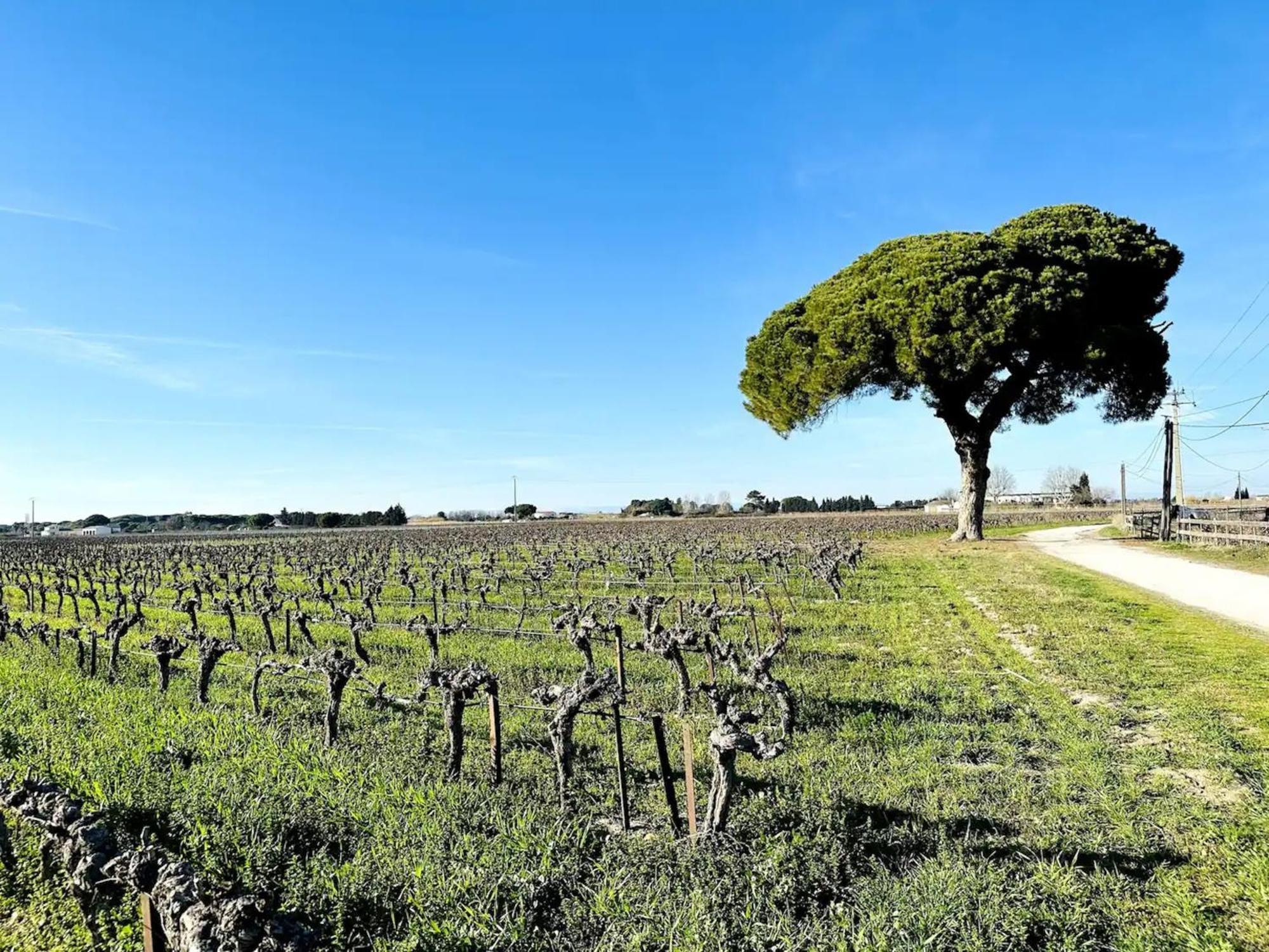 Les Appartements Du Mas - Emeraude Aigues-Mortes Zewnętrze zdjęcie